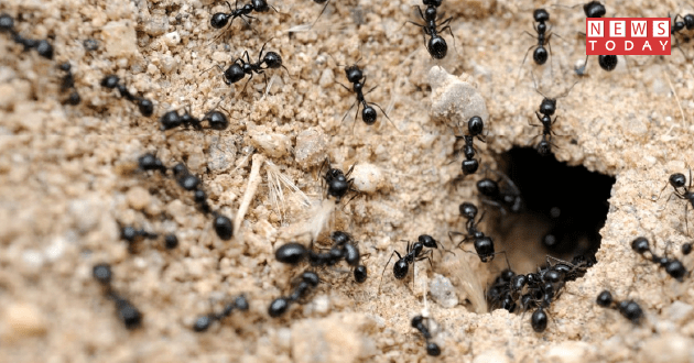 Total Ants in world